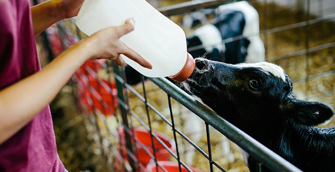 Student bottle feeding calf