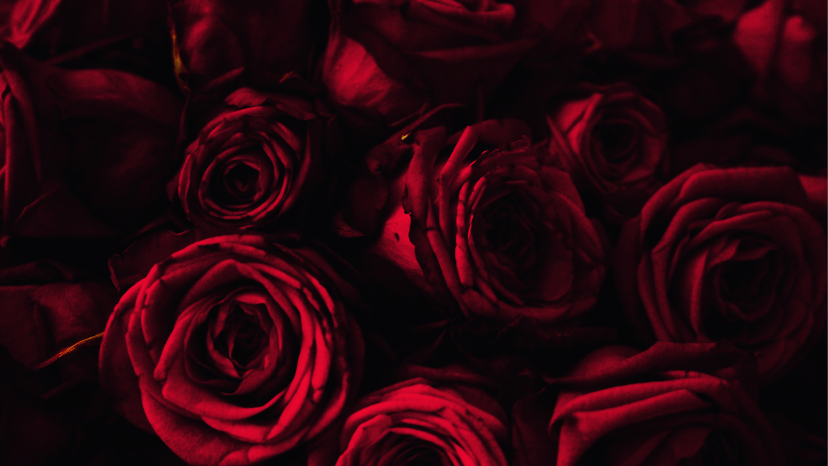 A bunch of red roses 